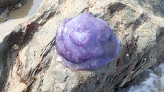 Cepheidae