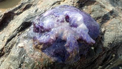 Cepheidae