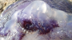 Cepheidae