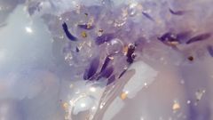 Cepheidae