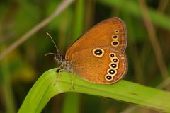 Coenonympha oedippus