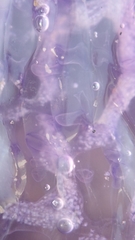 Cepheidae