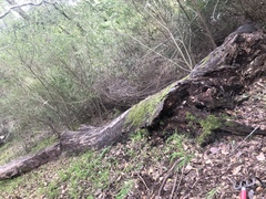 Arbutus menziesii