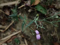 Hypoestes cumingiana