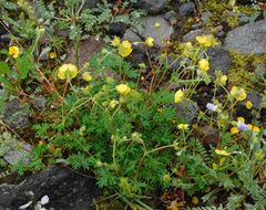 Potentilla vulcanicola