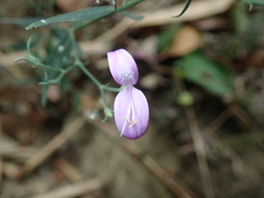Hypoestes cumingiana