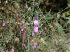 Hypoestes cumingiana