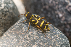 Xylotrechus insignis