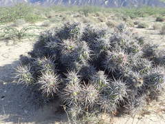 Corynopuntia invicta