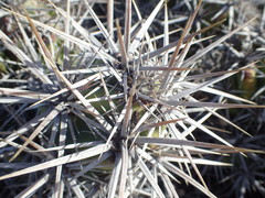 Corynopuntia invicta