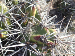 Corynopuntia invicta