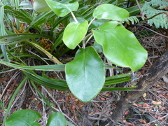 Brachyglottis rotundifolia