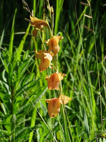 Gladiolus dalenii image