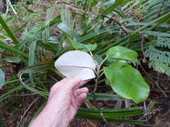 Brachyglottis rotundifolia