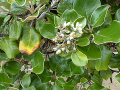 Brachyglottis rotundifolia