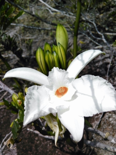 Vanilla phalaenopsis image