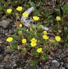 Potentilla vulcanicola