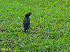 Acridotheres cristatellus formosanus