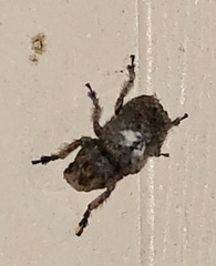Toxonotus cornutus