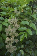 Aralia cordata