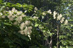 Aralia cordata