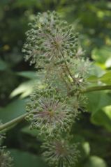 Aralia cordata