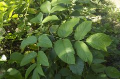 Aralia cordata