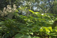Aralia cordata