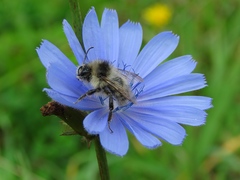 Bombus veteranus