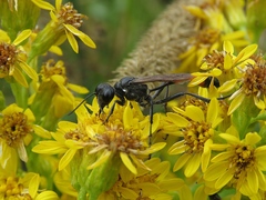 Ammophila campestris