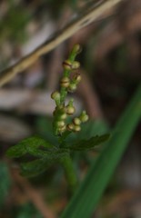 Botrychium lanceolatum