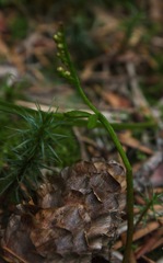 Botrychium lanceolatum