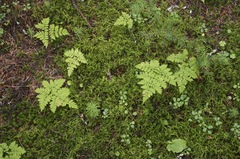 Dryopteris amurensis