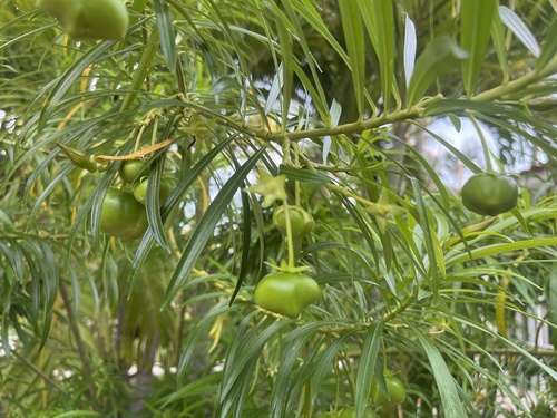 Be-still tree (Cascabela thevetia)