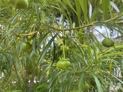 Be-still tree