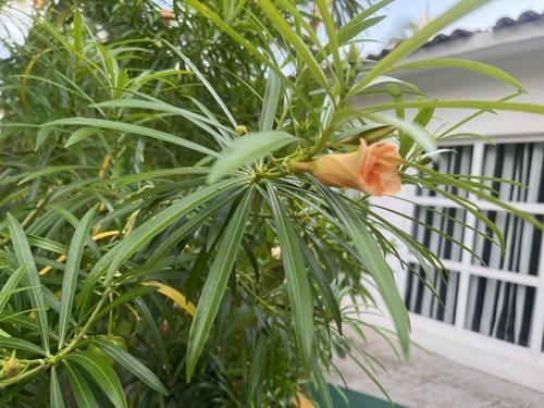 Venenillo (Cascabela thevetia)