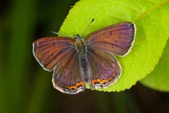 Lycaena helle