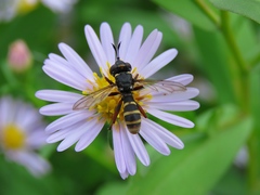 Conops quadrifasciatus