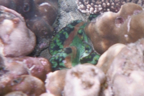 Boring Giant Clam — seen at this dive site