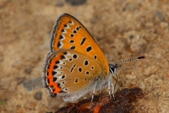 Lycaena helle