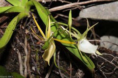 Angraecum praestans