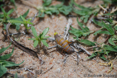 Thericles obtusifrons