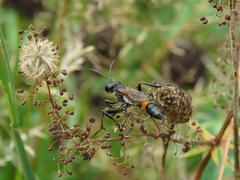 Ammophila campestris