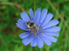 Bombus veteranus