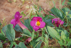 Harpagophytum zeyheri