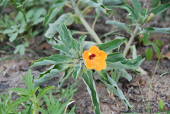 Pterodiscus aurantiacus