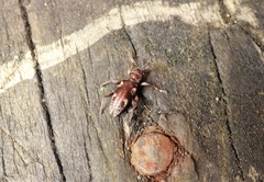 Stenellipsis bimaculata