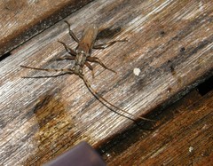 Didymocantha obliqua