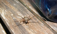 Didymocantha obliqua