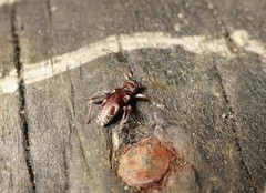 Stenellipsis bimaculata